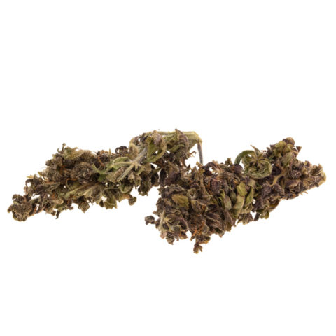 cbd-gras-zwart-domina-bud_web