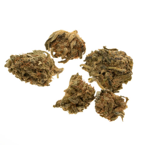 cbd-gras-harlekijn-baby-buds-EU-bud_web