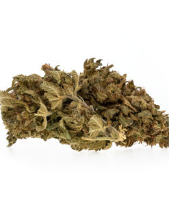 Gelato-1